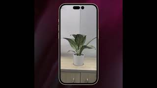 Eazyoutsource.com AR test. Plant with Pot.