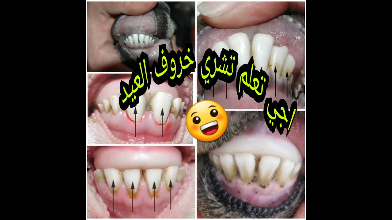 كيفية معرفة عمر او سن خروف العيد عند الشراء Youtube