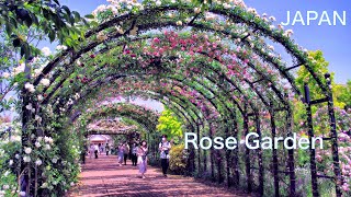 【ROSE GARDENYOKOHAMA ENGLISH GARDEN in JAPAN】2200 kinds of beautiful roses and flowers