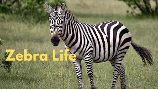 Zebra Life by Arthur and the Animal Kingdom 433 views 5 days ago 7 minutes, 9 seconds