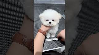 This Bichon Frize Is So Small. It’s Humming And So Cute. The Bichon Frize Healing System Has Been T