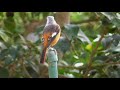 ジョウビタキのオスとメス