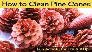 How to Clean, De-Bug and Open Pine Cones for Crafting and Decorating!