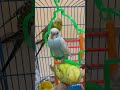 Cutest ll #birds #talkingparot #parrot #cute #blackfacebudgie #pets