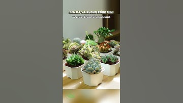 Top những loại cây ban công dễ chăm sóc, giúp ban công trở nên sống động