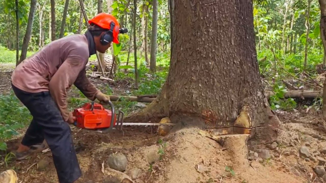 fast and alert..☑️cutting down a beautiful old trembesi tree Husqvarna ...