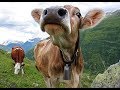 Cows of Switzerland | Swiss Farmers | Heaven on earth Switzerland.