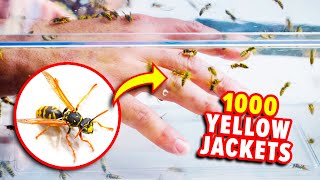 SWARMED by Yellow Jackets!