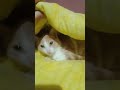Sa ngrohtë që është këtu