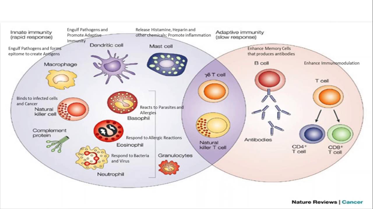 Gen Blasurca - Understanding Immunity and Proglucamune - YouTube