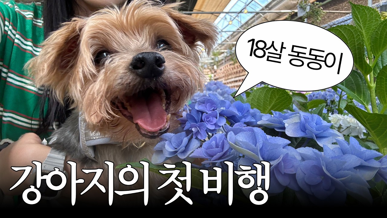 18살 노견과 함께한 제주 애견동반여행🏝️