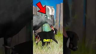 Top 5 Shocking Animal Adoption Tricks Farmers Use (You Won’t Believe #1!)