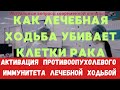 Моделирование механизма разрушения клеток рака во время лечебной ходьбы лимфоцитами #метастазырака
