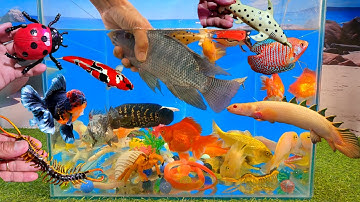 Video tổng hợp cá cảnh đẹp, động vật dễ thương, cá rô phi, cá rô báo, cá ba đuôi, rắn, bọ rùa, rết