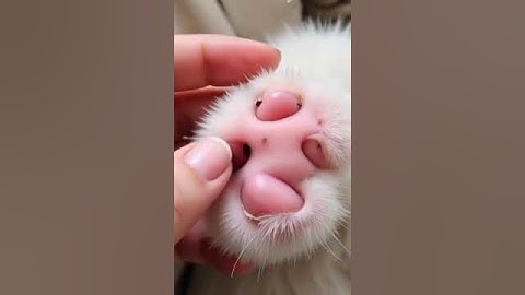 #2008 #mochipimplepopping #pimplepopper #visualasmr #mochicatspaw #oddlysatisfying #satisfying #fyp