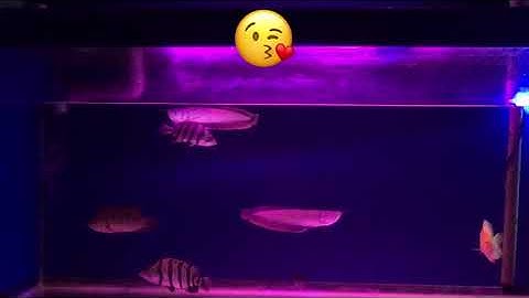 Hồ cá rồng cộng đồng