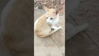 #dog #animais l #youtubeshorts #animals #cat #pets #animais