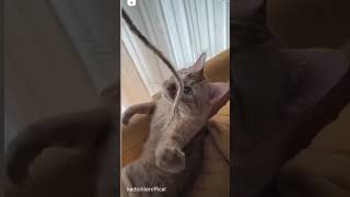 Dışardan Gördüm Yeşil Türbe ,Içine Girdim Estağfurullah Tövbe 😺 Resimi