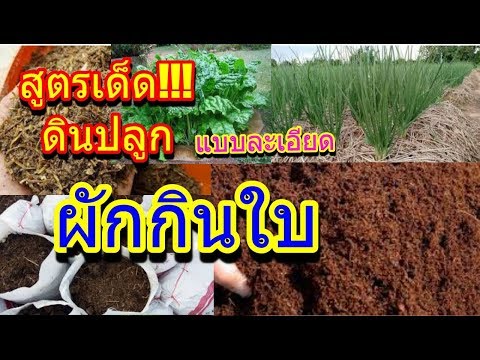 สูตรดินปลูกผักกินใบ🍀สูตรครอบจักรวาล สอนปรุงดินแบบละเอียด ปรุงดินให้ผักอร่อยได้ไม่ยาก