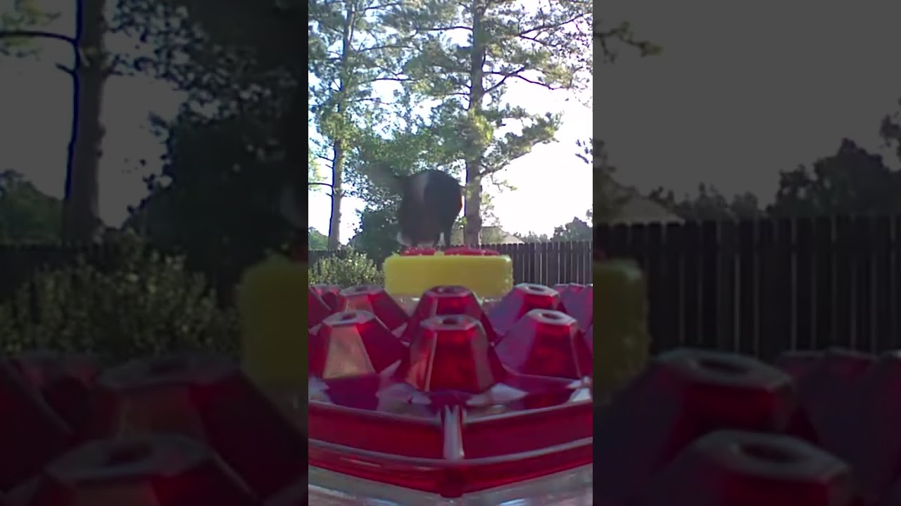 Hummingbird At Lil Sweety Feeder On 09.17.23 