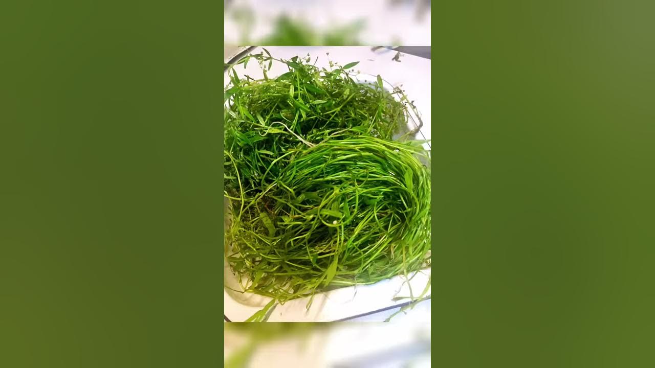 煮東煮西 家常涼茶(百花蛇舌草 半枝蓮) YouTube