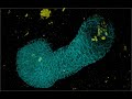 JID June 2024 Cover: Mammary bud epithelium (TO EDIT)