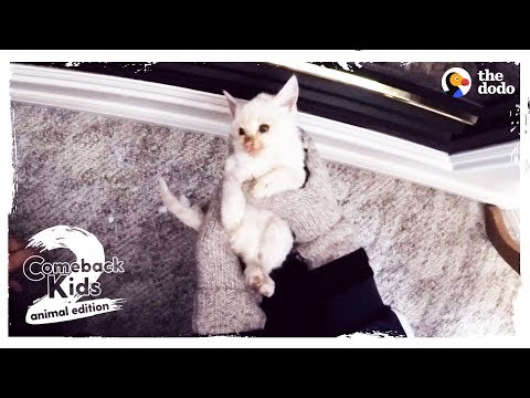 Frozen Kitten Brought Back To Life by Family UPDATE | The Dodo Comeback Kids S02E04