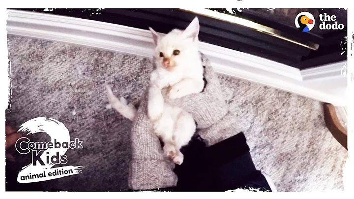 Frozen Kitten Brought Back To Life by Family UPDATE | The Dodo Comeback Kids