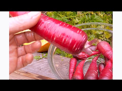 Video: Amazing Purple Carrots