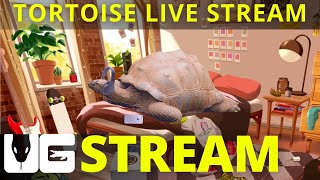 Lofi Tortoise Beats To Chill Or Study To