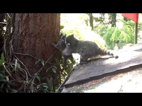 Mama raccoon teaches baby to climb tree