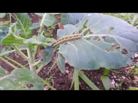 Video: Coltivazione del cavolo brunswick: quando piantare il cavolo brunswick in giardino