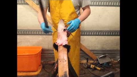 Skinning, fleshing and boarding a skunk