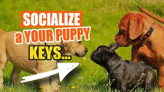 How to SOCIALIZE a PUPPY and Its Importance🐶🧍‍♂️ by Veterinary Network 39 views 1 month ago 5 minutes, 41 seconds