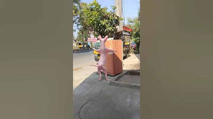 Watch the video about #cat #catvideos #catlover #kitten #catdance #sphynx