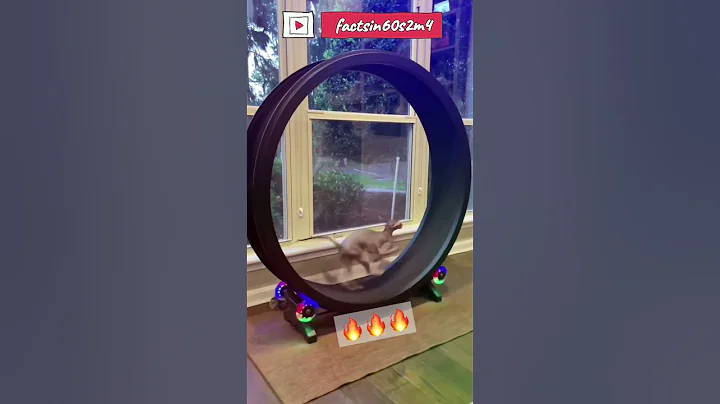 Video 8857221: russian cat breeds, peterbald cat, hairless cat breed, hairless felines, rare cat breeds