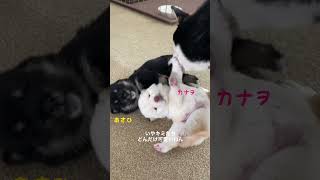 【生後15日目】次男グクの特性がオモシロすぎる~豆柴ママのヒナタ~ #Shorts