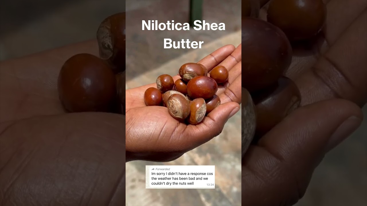 AfroHairCandy Nilotica Shea Butter. The Nuts Are Harvested Only Once Yearly in Uganda