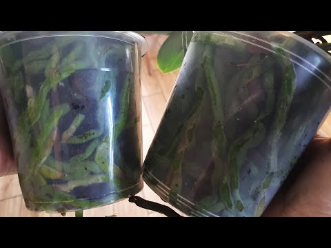 Почему гниют корни у орхидей после пересадки?.. Как этого избежать