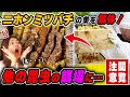 【閲覧注意】消滅し他の昆虫の餌場と化したニホンミツバチの群を解体しました。