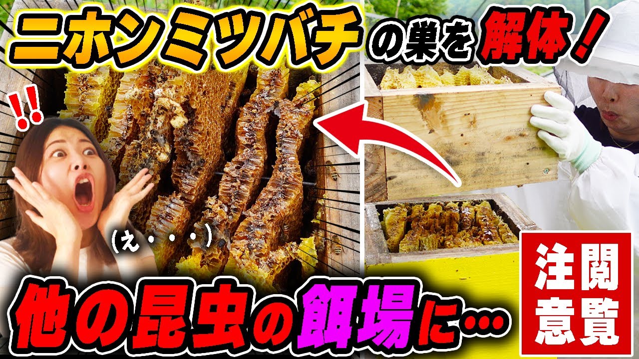 【閲覧注意】消滅し他の昆虫の餌場と化したニホンミツバチの群を解体しました。