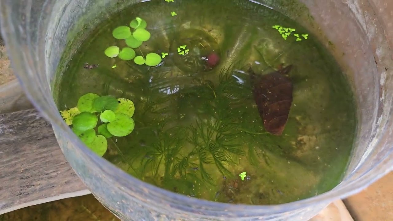 CIO peternakan ikan Albino koi dan Guppy