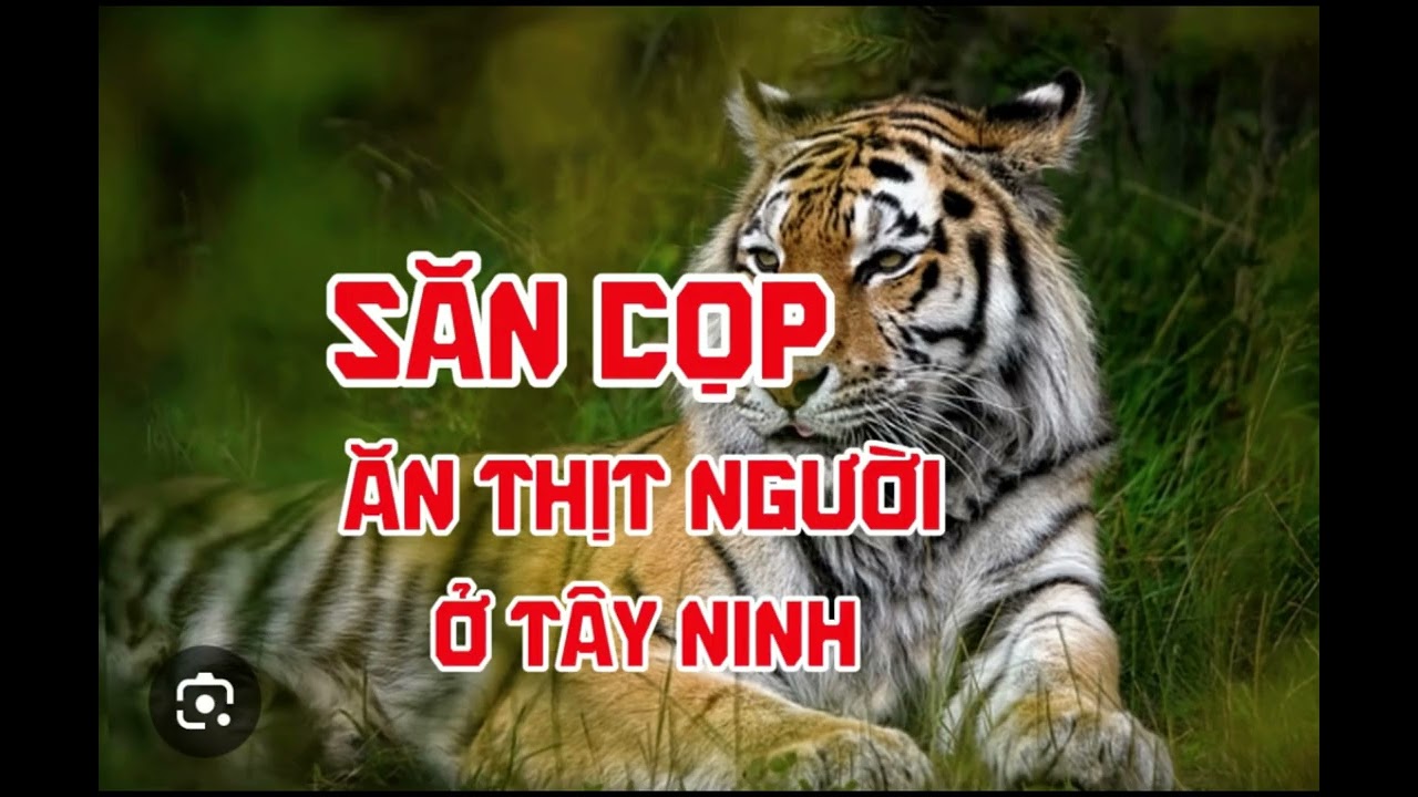 SĂN CỌP ĂN THỊT NGƯỜI Ở TÂY NINH | Lê Anh diễn đọc