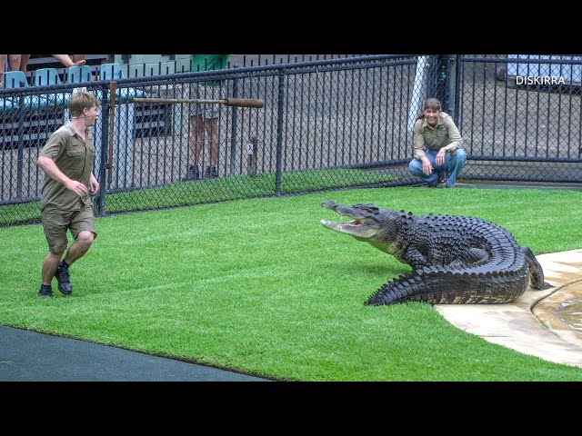 Very Hungry Monty Chases Robert Irwin Around The Crocoseum ...