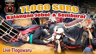 BANTENG TLOGO SURO KALAP | Kalangan Jebol Penonton Semburat | Live Sekar Putih Tlogowaru