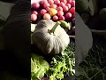 সবজি নাকি মাংস?