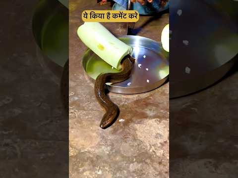 Lauki 🧉 Se Nikla  🐍 #shorts #comedy #begusarai #funny #snacks