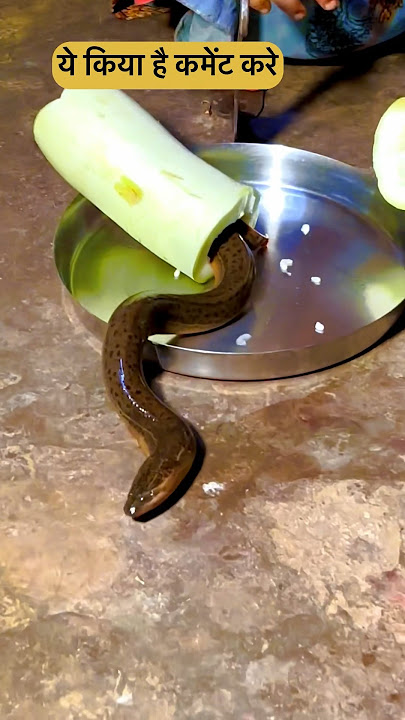 Lauki 🧉 Se Nikla  🐍 #shorts #comedy #begusarai #funny #snacks