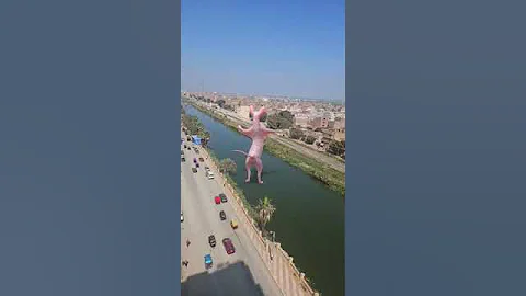 Video 7951011: sphynx funny catlover kitten, sphynx cats catlovers, beautiful sphynx kitten, cutecat funny dance, cutecat happy