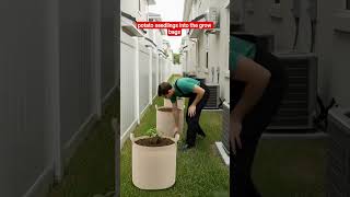 Grow Fresh Potatoes at Home Using Grow Bags!